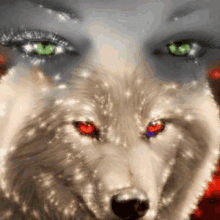 Wolf Stare GIF - Wolf Stare Fierce GIFs