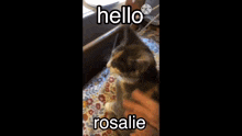 Kitty Cat GIF - Kitty Cat Hello Rosalie GIFs