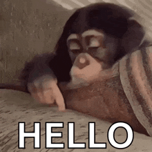 a baby chimpanzee is laying on a couch and pointing at the word hello .