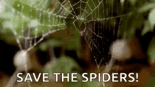 spider web spider web save the spiders