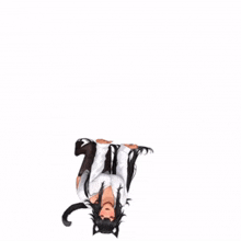 a black and white anime girl with cat ears is laying upside down on a white background .