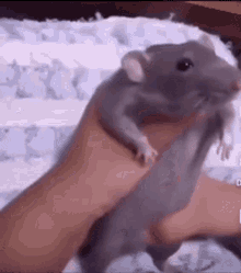 Rat Dancing Rat GIF - Rat Dancing Rat Fnaf GIFs