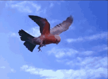 Cockatoo Rose Breasted GIF - Cockatoo Rose Breasted Flying GIFs