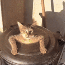 Cat Cool GIF - Cat Cool Swag GIFs