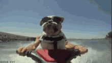 Jey Ski Dog GIF - Jey Ski Dog Funny Animals GIFs