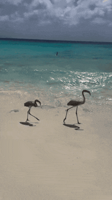 two flamingos are standing on the beach near the ocean