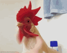 Ahahaha Why Is This So Funny?!?! GIF - Chicken Animals Hen GIFs