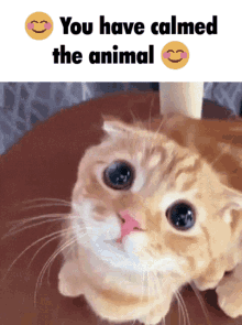 Cat Meme GIF - Cat Meme Calm GIFs