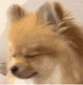 a close up of a pomeranian dog 's face with its eyes closed