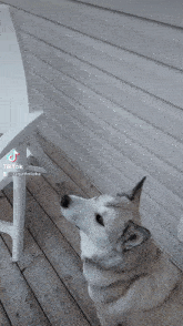 Hadasa Allison Zarya The Laika GIF - Hadasa Allison Zarya The Laika Dog Catching Snowflakes GIFs