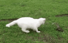Very Scared Cat GIF