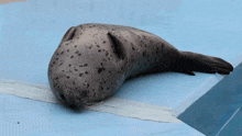 a seal is laying on the edge of a pool of water