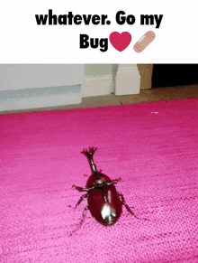 a picture of a bug on a pink rug with the words whatever go my bug