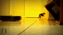 You Can'T Escape It GIF - Cat Kitten Vacuum GIFs