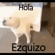 Hola Esquizo Hola GIF - Hola Esquizo Hola Perrito GIFs