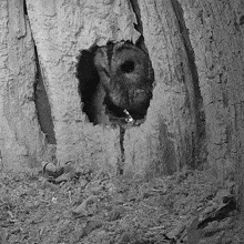 Peeking Tawny Owl GIF - Peeking Tawny Owl Robert E Fuller GIFs