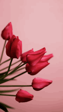 Red Rose Flower GIF - Red Rose Flower GIFs