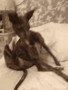 Dog Greyhound GIF