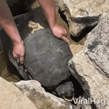 rescuing a stuck turtle viralhog ill gonna get you out there pulling the turtle stuck on a rock
