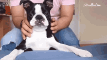 Massage Dog Massage GIF - Massage Dog Massage Cuddle GIFs