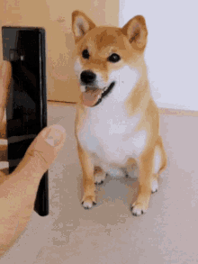 Dog Turns Into Fish Funniest Thing Ever GIF