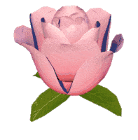 Rosa Sticker