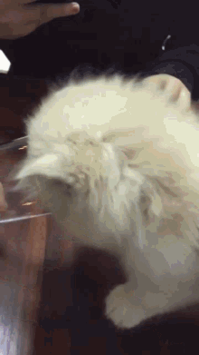 Cat Drink GIF - Cat Drink Water GIFs