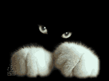 Cat Paws GIF - Cat Paws Blink GIFs