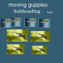 Moving Guppies Gif GIF - Moving Guppies Gif GIFs