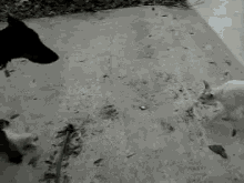 Dog Sneaky Attack GIF - Dog Sneaky Attack Cat GIFs