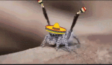 Spider Mexican GIF