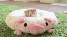Kitty On Pillow GIF - Kitty On Pillow GIFs