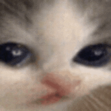 a close up of a kitten 's face with blue eyes and a pink nose .