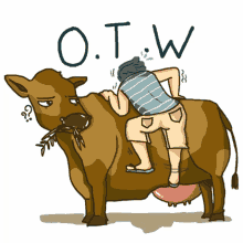 cow eating bored annoyed otw