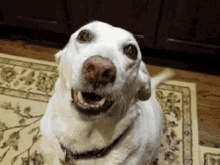 Lucy Dogs GIF - Lucy Dogs Animals GIFs