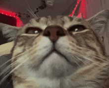 a close up of a cat looking at the camera