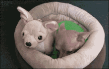 Chihuahua Bedtime GIF - Chihuahua Bedtime Angry GIFs