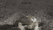 a spider is crawling out of a hole in the sand and says `` ok bye chat '' .