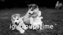 a black and white photo of two husky puppies with the caption ig : @puppstime