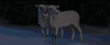 Goat Mach Hommy GIF - Goat Mach Hommy Thblkgd GIFs