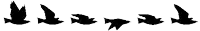 a row of silhouettes of birds flying in different directions on a white background .