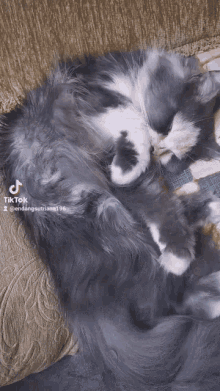 Lusikucingku Cat GIF - Lusikucingku Cat Kucing GIFs