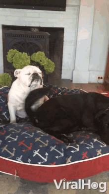 Tail Brushing On Dogs Face Wagging Tail GIF - Tail Brushing On Dogs Face Wagging Tail Dogs GIFs