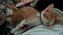 Aww Sleepykitty GIF - Aww Sleepykitty Kitten GIFs