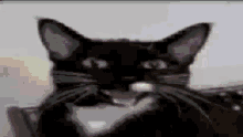 Cat Transition GIF - Cat Transition Funny GIFs