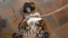 เกาพุง เกาท้อง น่ารัก หมา GIF - Scratch Belly Belly Scratch Dog GIFs