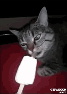 Cat Brain Freeze GIF - Cold Popsicle Ice GIFs