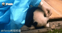 滚滚，熊猫，饲养员，可爱 GIF - Cute Panda Gun Gun GIFs