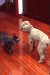 dog-funny.gif