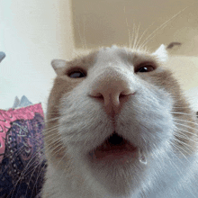 Muh Cat GIF - Muh Cat Silly GIFs